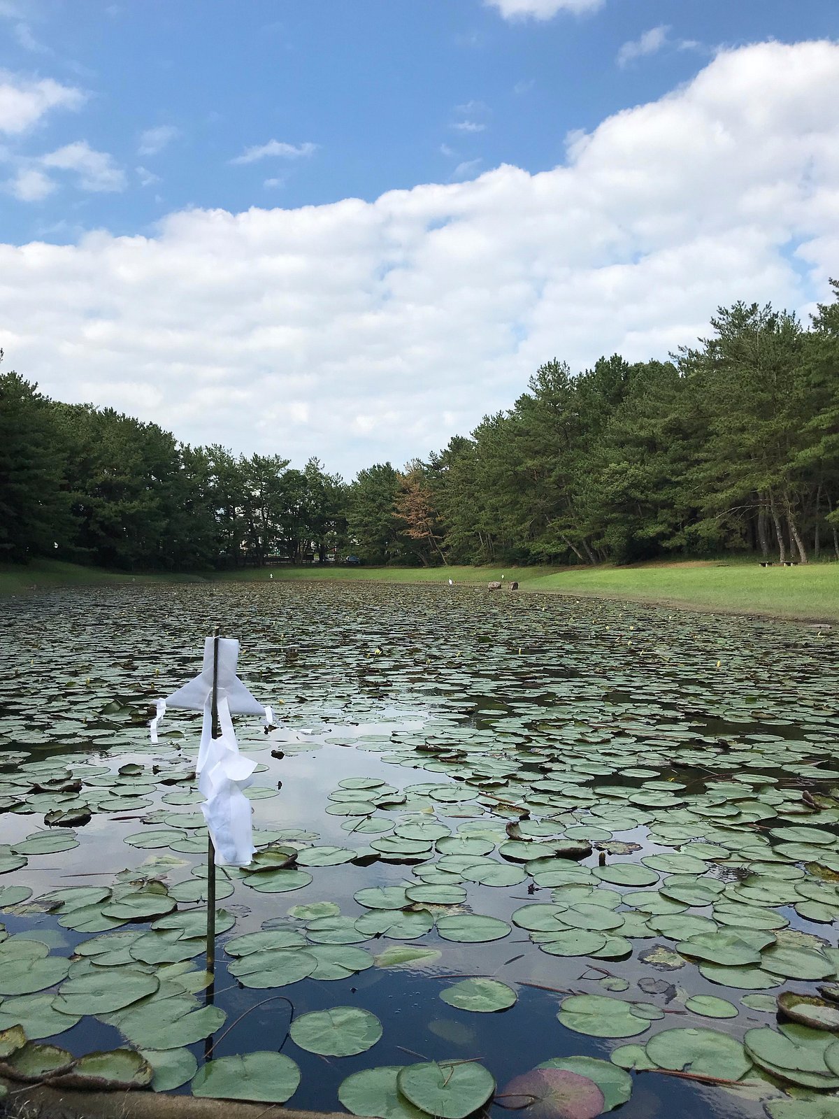 🌳 아와키가하라 삼림공원 시민의 숲 (아와키가하라신린코엔 시민노모리) 이미지 6
